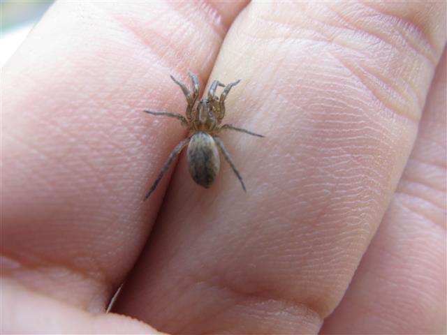 Lycosidae:  Trochosa sp.  - Costa de Caparica (Portogallo)